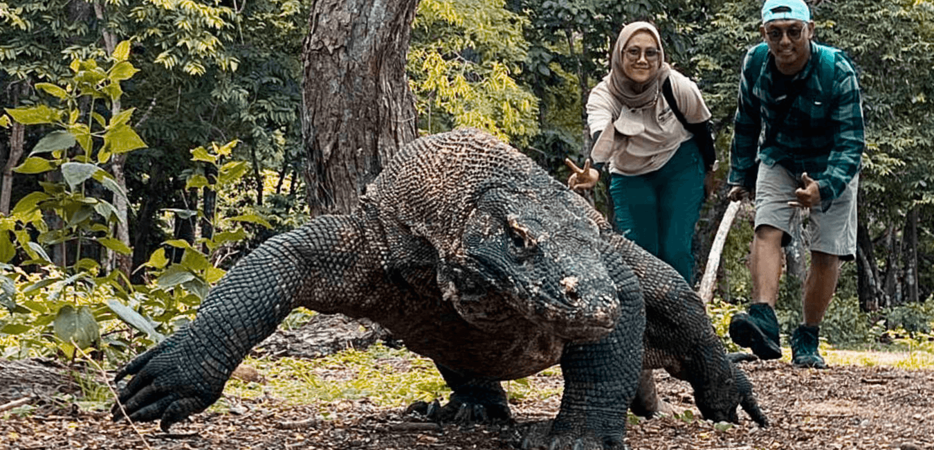 Open Trip Wisata Komodo Labuan Bajo Hari Malam Paket Wisata