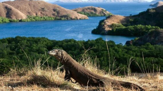 Taman Nasional Komodo: Keajaiban Alam yang Menggugah Jiwa