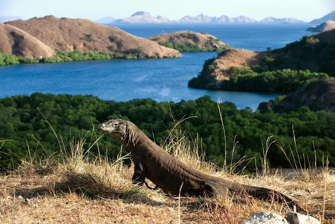 Taman Nasional Pulau Komodo komodo raksasa