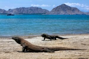 Wisata Pulau Komodo: Petualangan di Taman Nasional yang Menakjubkan