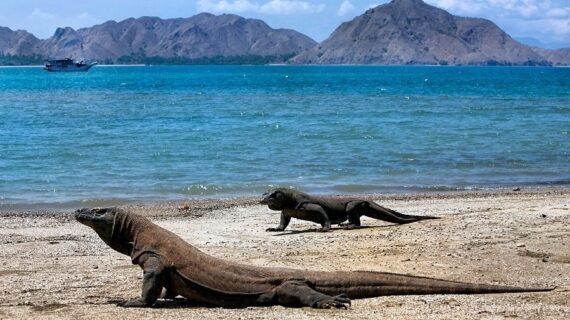 Wisata Pulau Komodo: Petualangan di Taman Nasional yang Menakjubkan