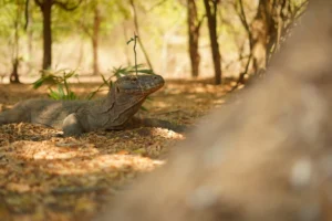Exploring the Wonders of Komodo Island: A Comprehensive Guide to Unforgettable Adventures