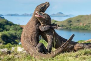 Fakta Menarik tentang Komodo, Hewan Khas Indonesia yang Terancam Punah