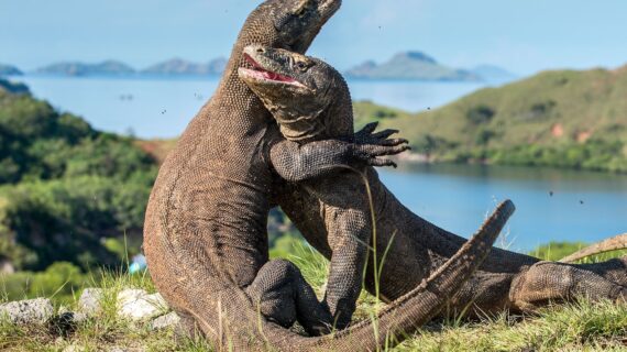 Fakta Menarik tentang Komodo, Hewan Khas Indonesia yang Terancam Punah