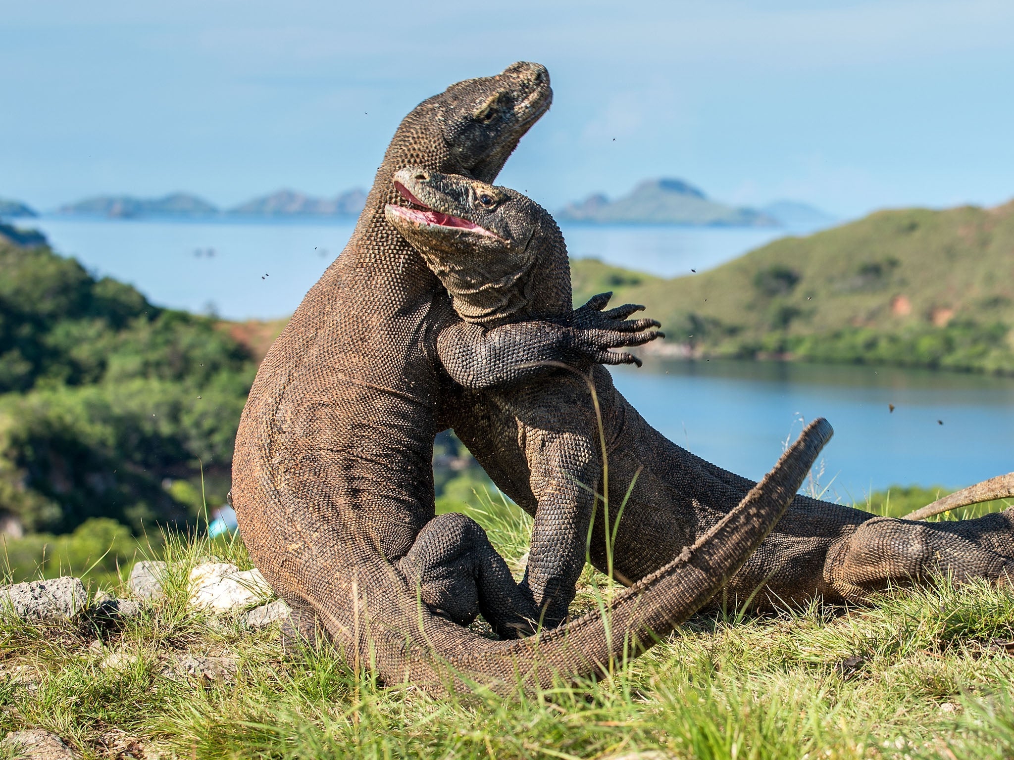 Komodo dalam lingkungan alami di Taman Nasional Komodo