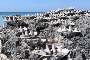 Pulau Sabu Raijua: Surga Tersembunyi di Ujung NTT yang Menawarkan Pengalaman Wisata yang Unik dan Autentik
