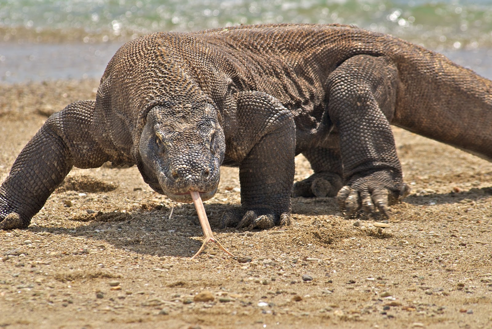 Komodo National Park Landscape