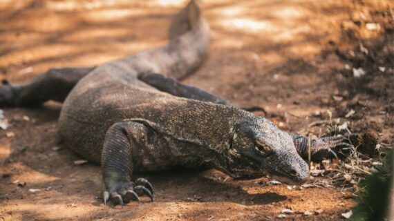 Exploring the Unique Ecotourism Experiences in Labuan Bajo and Komodo National Park