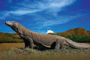 How to Safely Observe Komodo Dragons in Labuan Bajo: A Comprehensive Guide