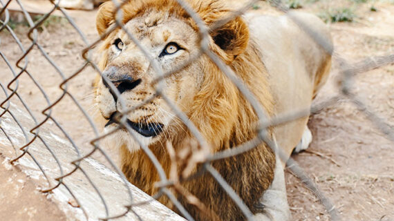 The Complexities of Animal Captivity: A Global Perspective