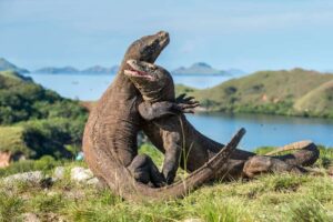 Unveiling the Enigmatic Beauty of Komodo Island: A Journey into Nature’s Wonders