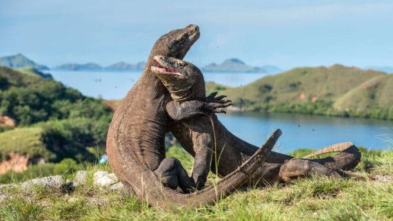 Unveiling the Enigmatic Beauty of Komodo Island: A Journey into Nature’s Wonders