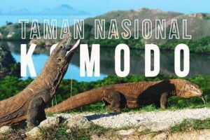 Taman Nasional Pulau Komodo: Warisan Dunia yang Menyimpan Rahasia Alam