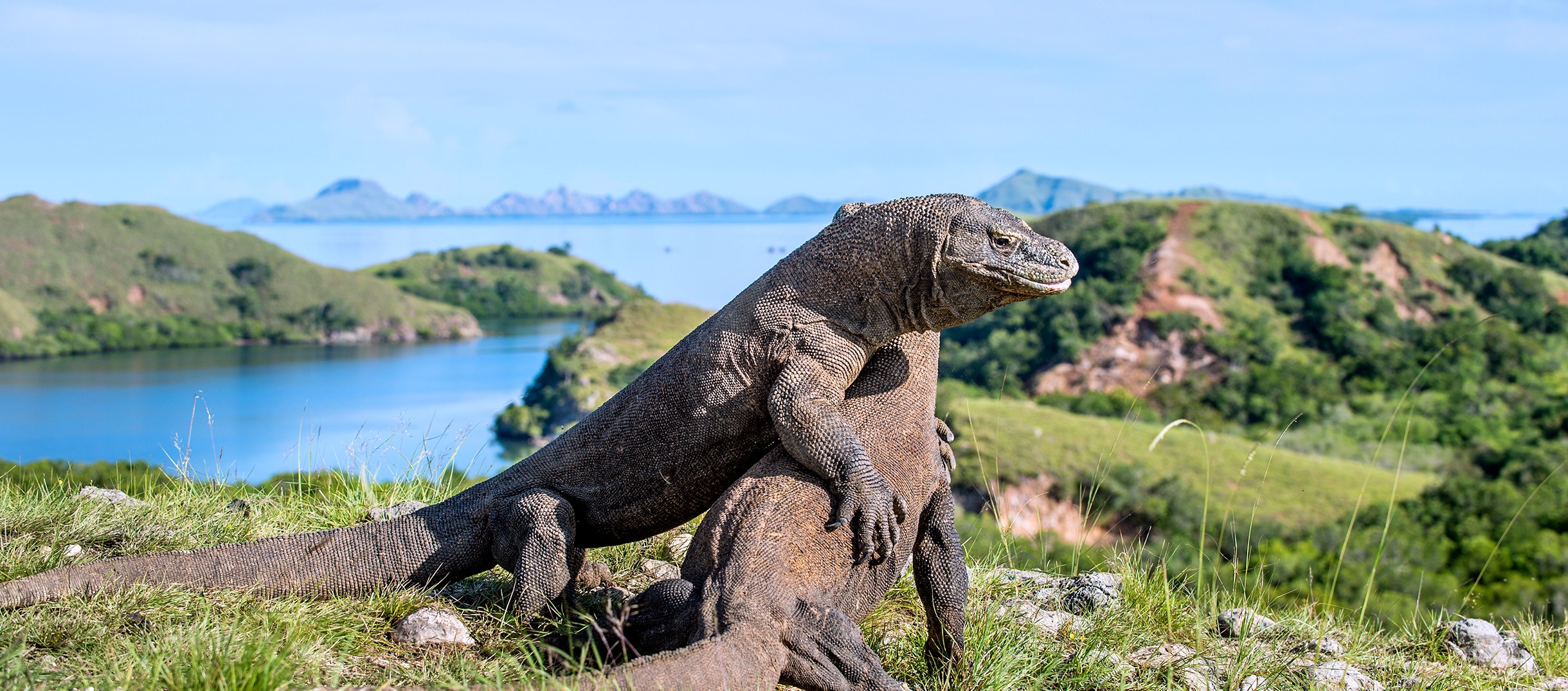 Taman Nasional Pulau Komodo ranger guide
