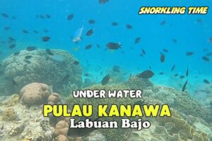 Labuan Bajo: A Diver’s Paradise with Unmatched Underwater Wonders
