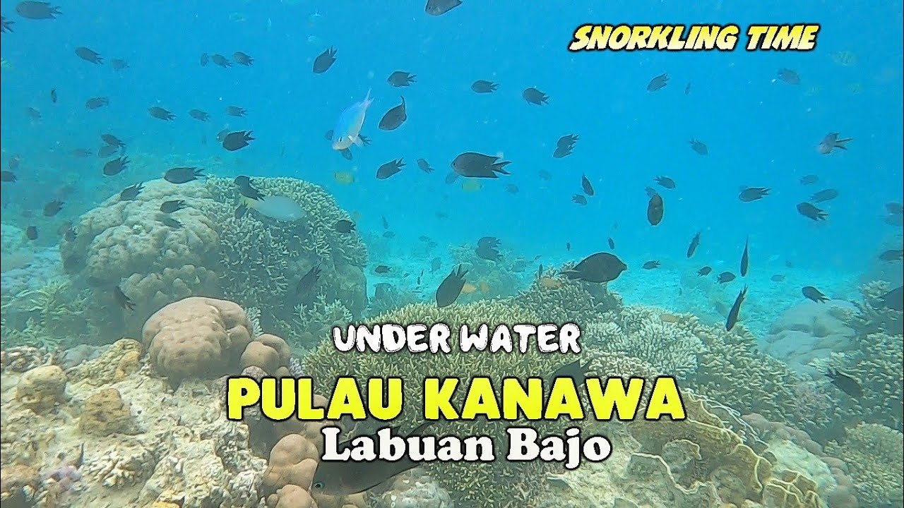 Snorkeling in Pulau Kanawa near Labuan Bajo