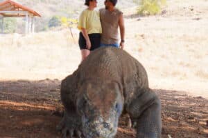 Di Balik Layar Open Trip 3D2N : Ketika Kapal Stuck di Pulau Komodo
